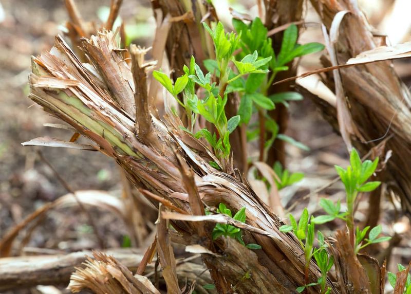 Refresh Potentilla To Encourage Healthy Branches