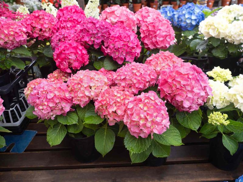 Consider Container Hydrangeas For Flexibility