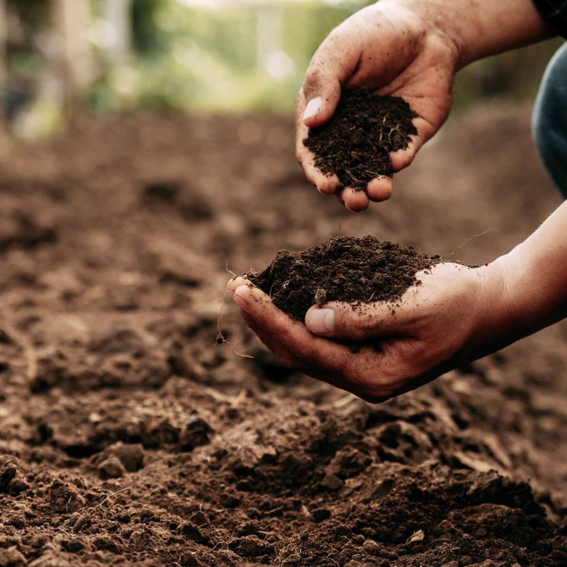 Prepare Your Soil For Healthy Plant Growth