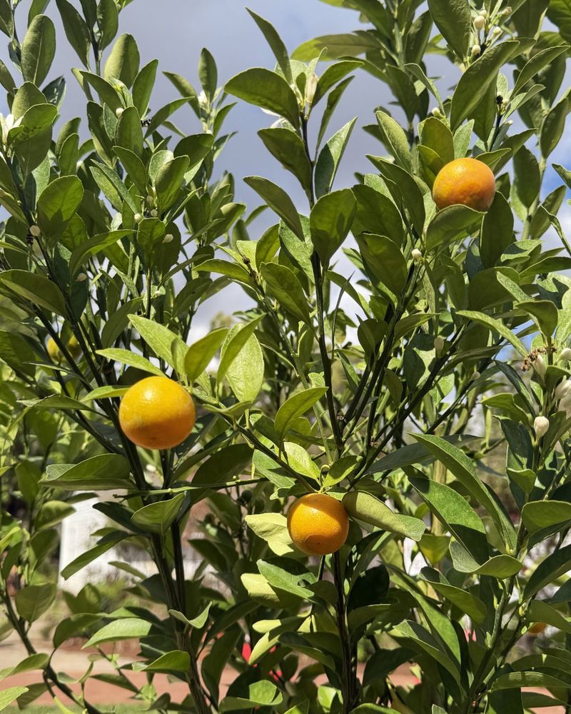 Feed Citrus Trees With Appropriate Fertilizer