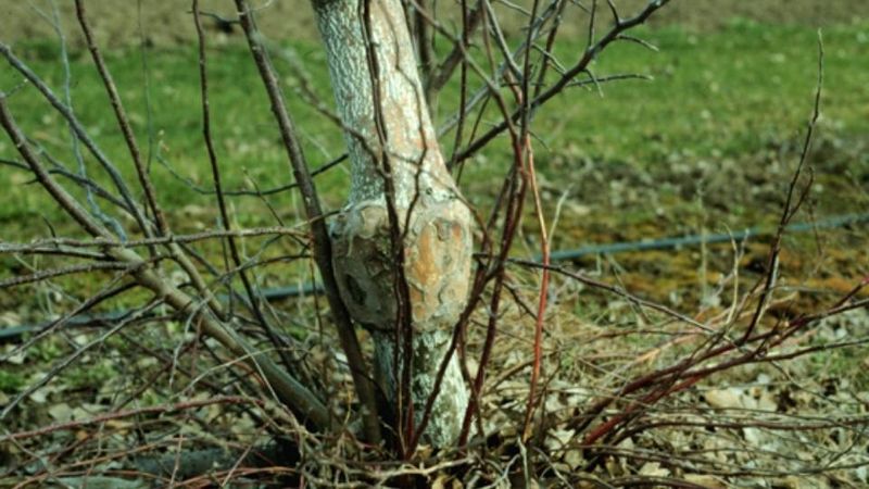 Cut Suckers And Water Sprouts On Young Fruit Trees Early