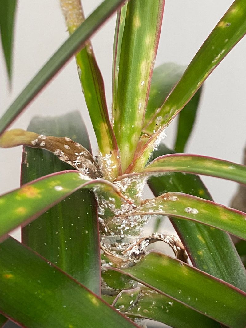 Monitor For Pests Common In Florida