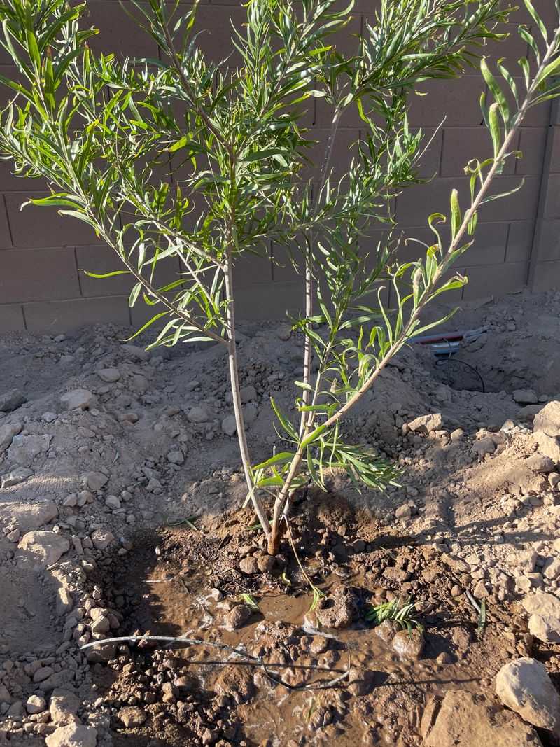 Remove Damaged And Weak Branches First