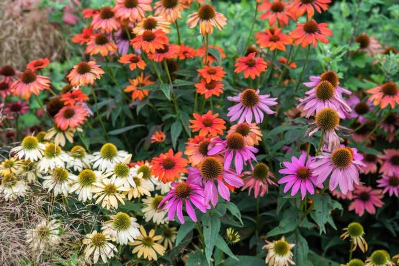 Divide And Replant Overcrowded Perennials