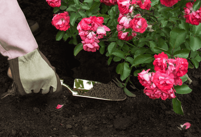 Feed Your Roses With The Right Fertilizer