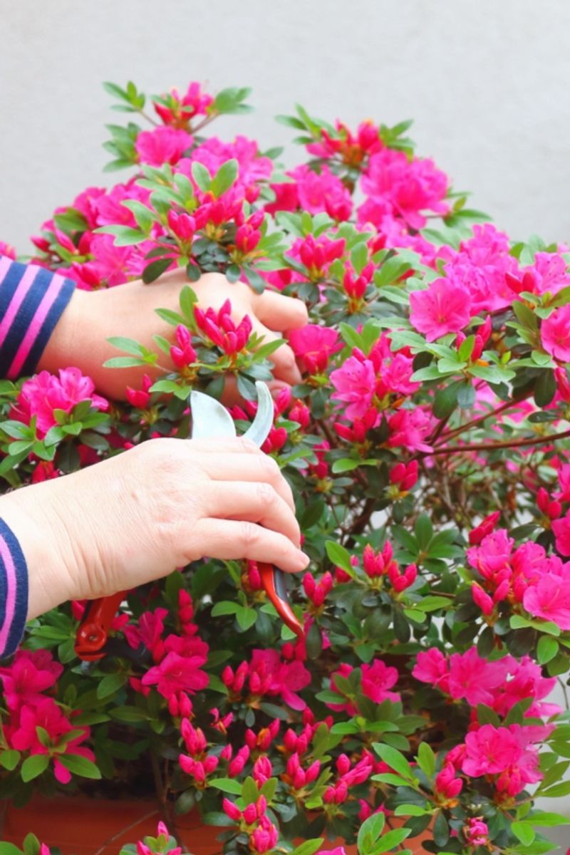 Late Pruning Wipes Out Next Year's Azalea Flowers