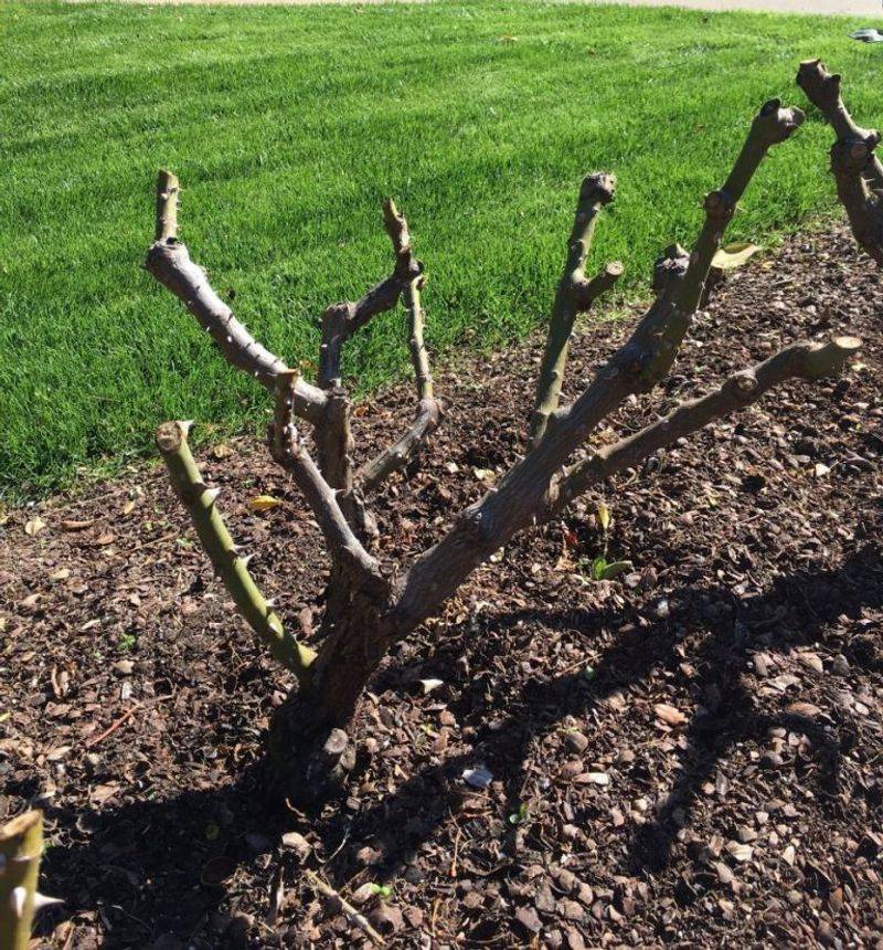 Avoid Heavy Fertilizing Immediately After Pruning