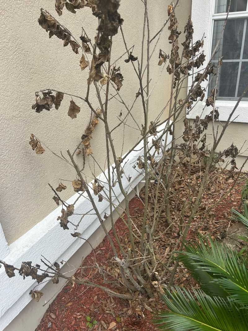 Remove Weak And Damaged Wood First To Encourage Healthy Growth