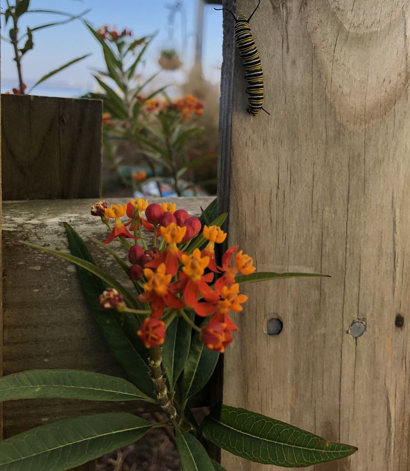 Avoid Cutting Back Tropical Milkweed Too Early