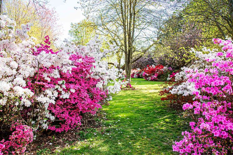 Fertilize With Balanced, Slow-Release Fertilizer