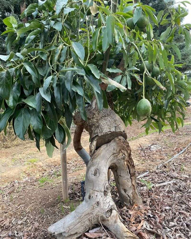 Shape Young Trees Early For Strong, Beautiful Form