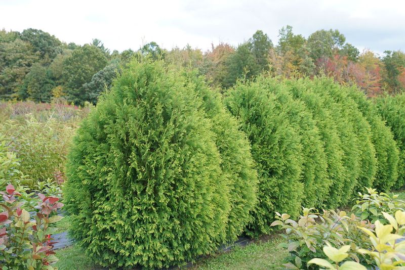 Wait For New Growth Before You Shape Arborvitae