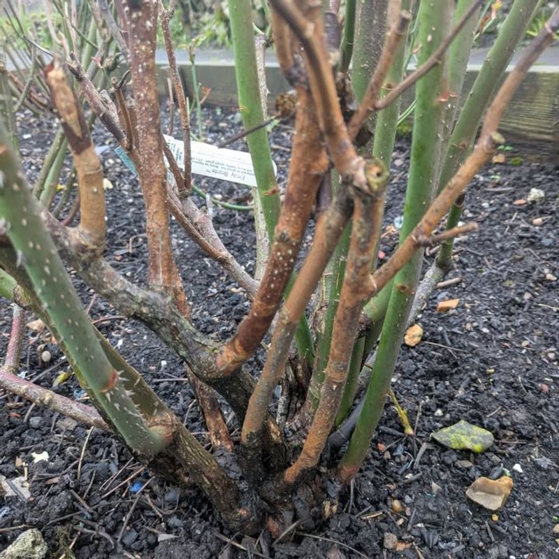 Remove Damaged Canes First