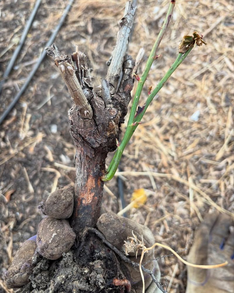 Remove Suckers From Below The Graft