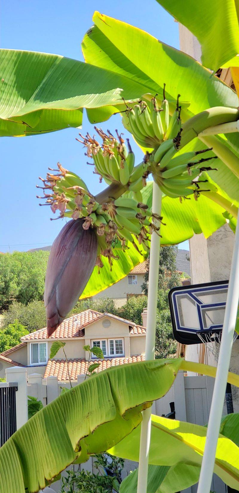 Provide Support For Heavy Fruit Clusters