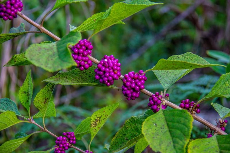 Beautyberry Flowers On New Wood Each Season