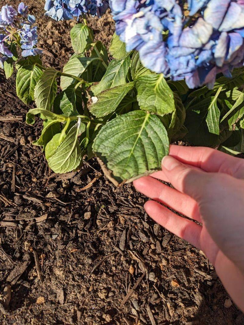 Refresh Soil With Organic Matter For Strong Growth