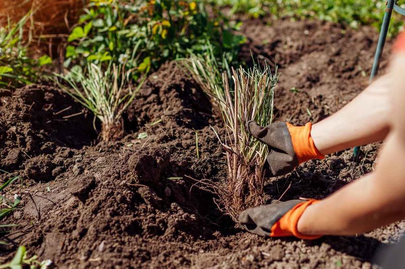Give Your Ornamental Grasses A Fresh Start After Pruning