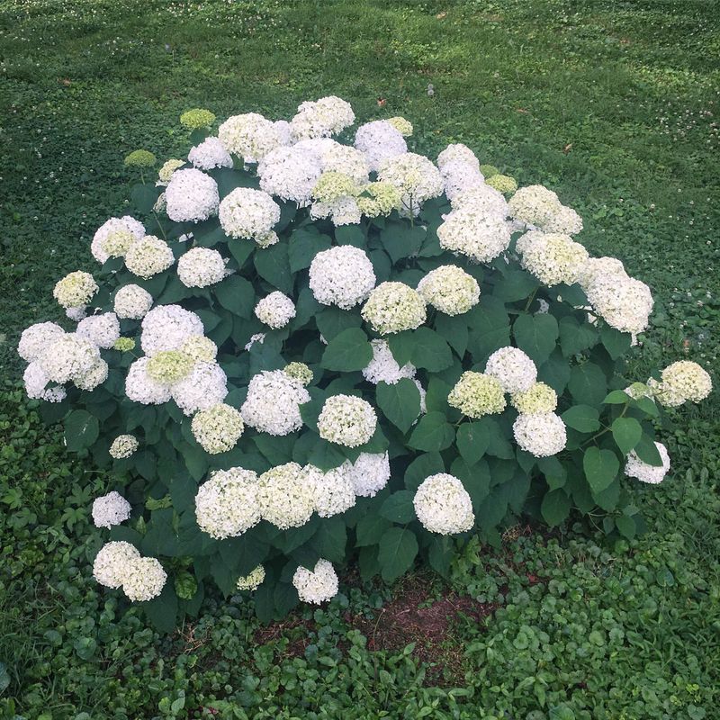 Cut Back Smooth Hydrangeas In March For Fresh Flowering Growth