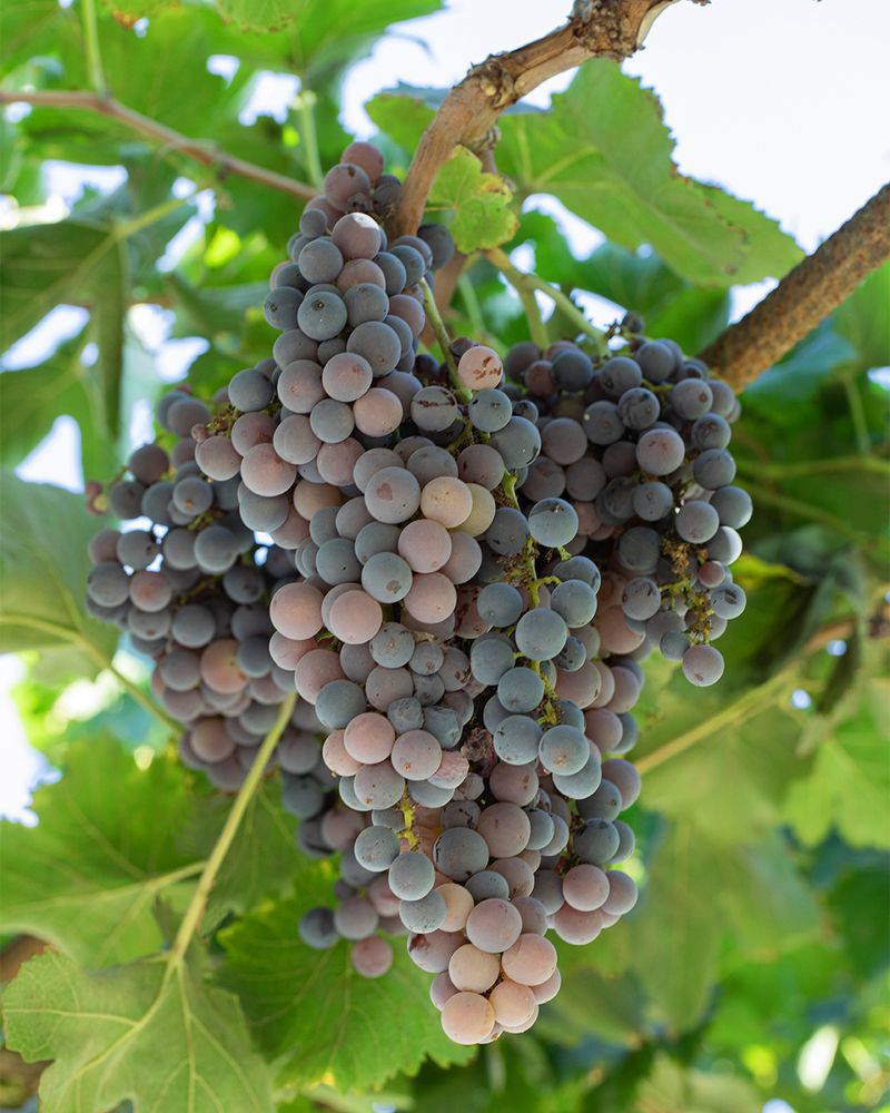 Protect Vines From Frost During Winter Nights