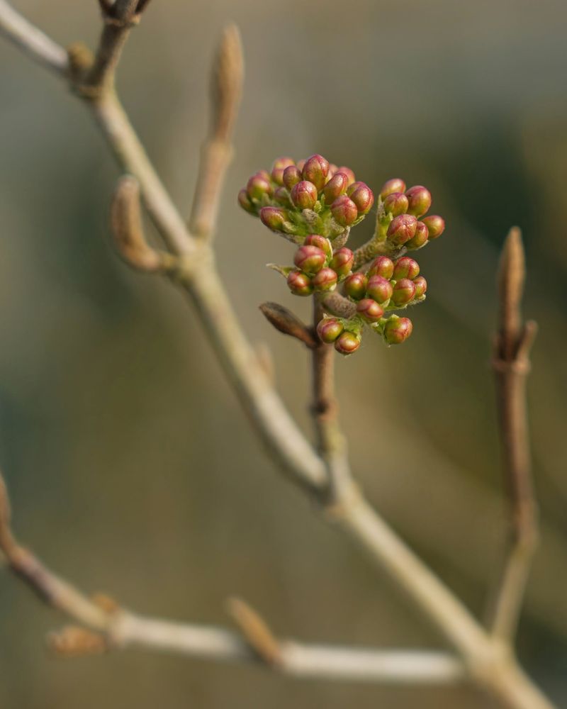 Give Full Sun Or Light Shade For Stronger Bud Development