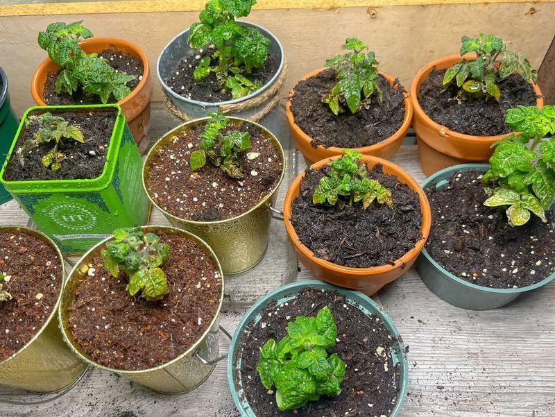 Start Tomatoes And Peppers If You Haven't Yet