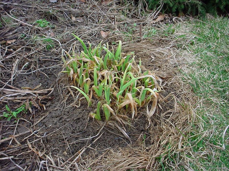 Tidy Daylilies Before New Fans Get Taller