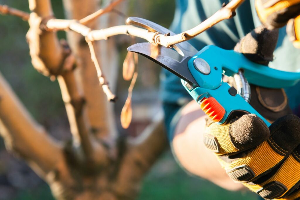 Prune These Trees Before Spring Fully Arrives In Pennsylvania