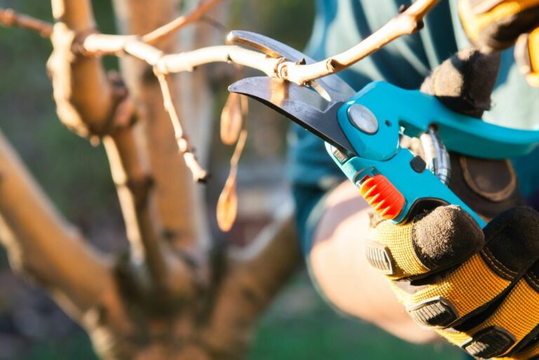 pruning fruit tree