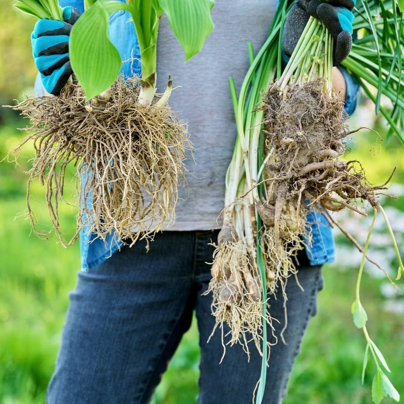 Divide Overgrown Perennials