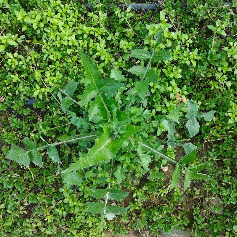 Remove Winter Weeds Before They Spread