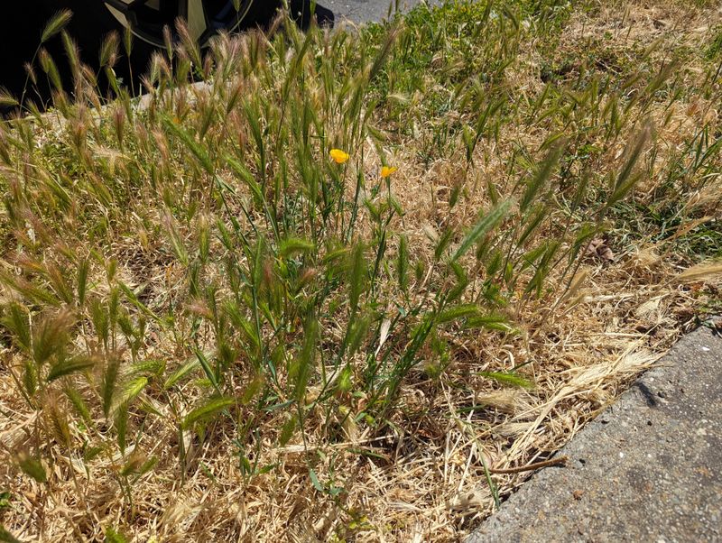 Remove Spring Weeds Early