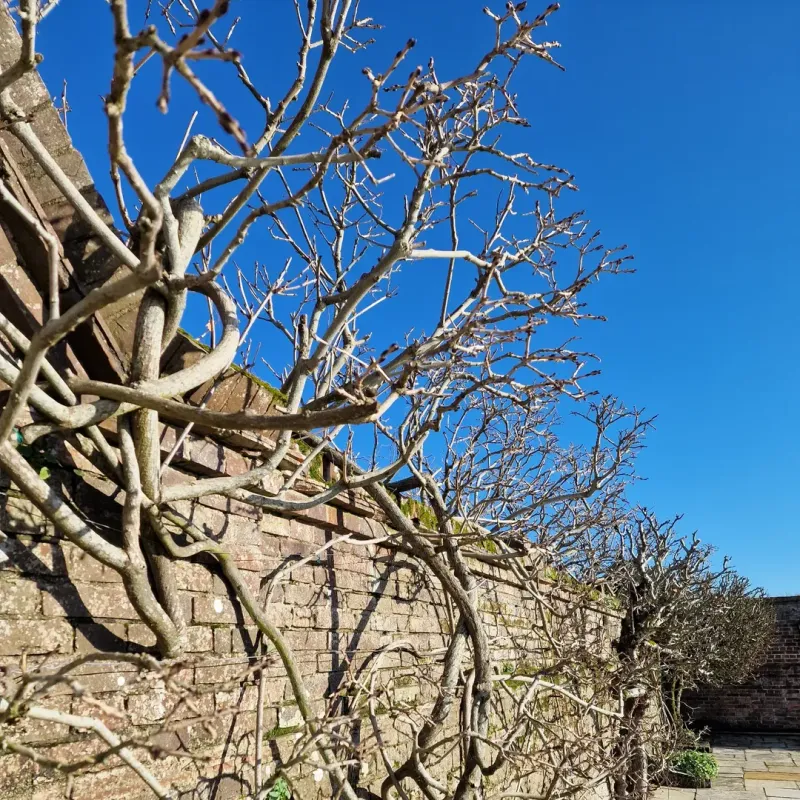 Shorten Long Shoots To Keep The Vine Manageable