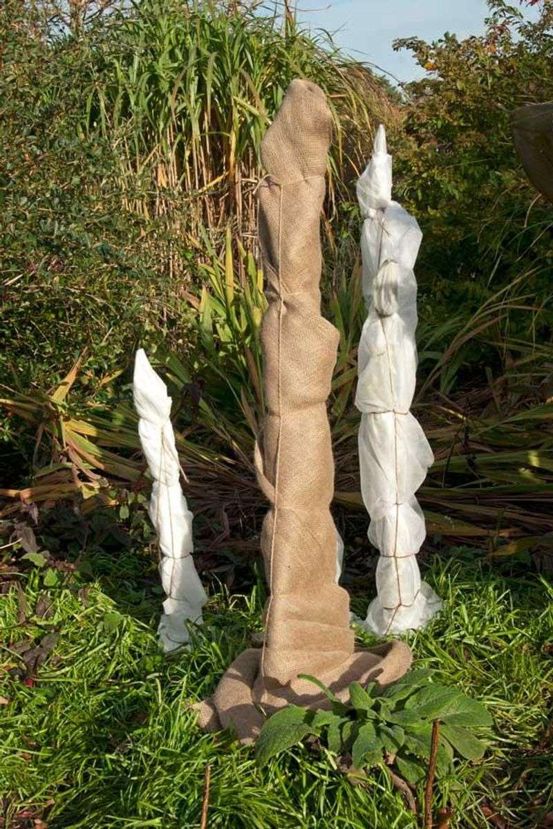 Protecting Banana Plants Before Frost Arrives