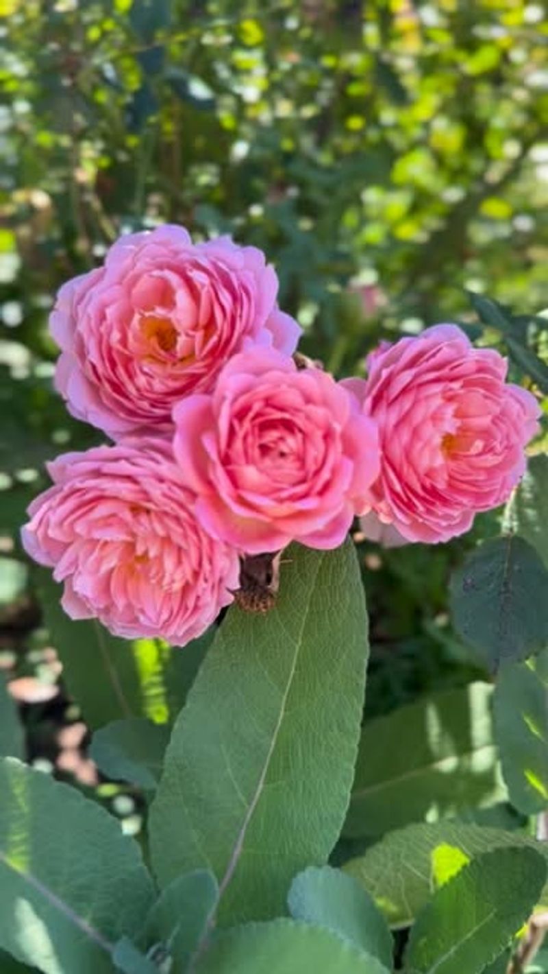 Balanced Feeding Supports Healthy Bud Formation