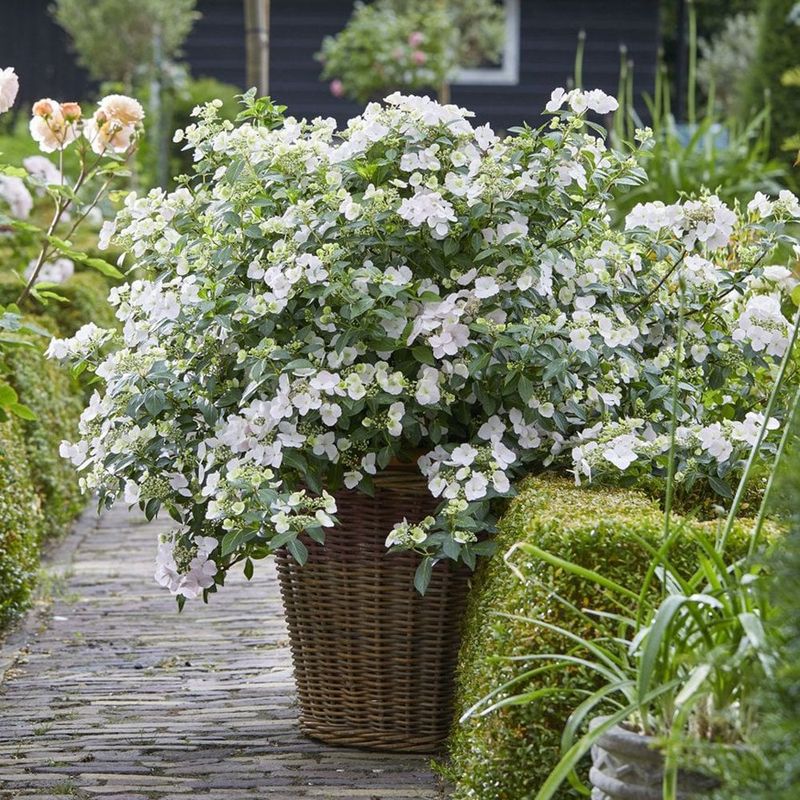 Protecting Plants From Cold Weather