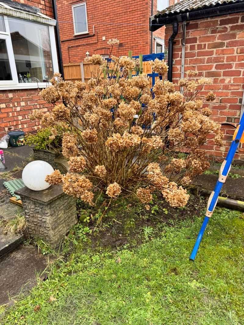 Cutting Back Too Much Growth