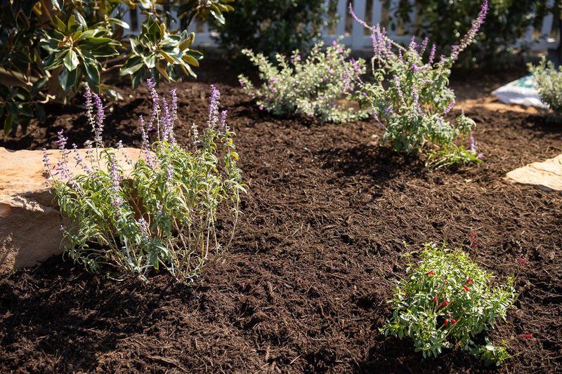 Not Applying Mulch Early Enough