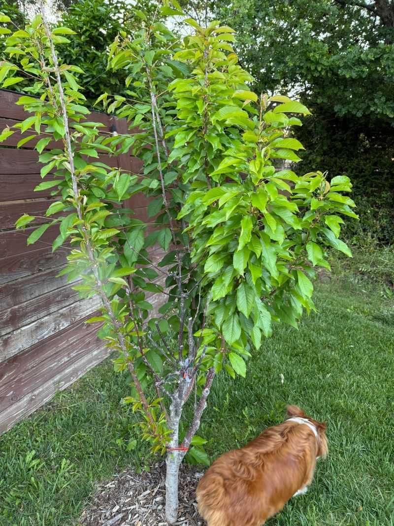 Insufficient Sunlight Limits Flower Production