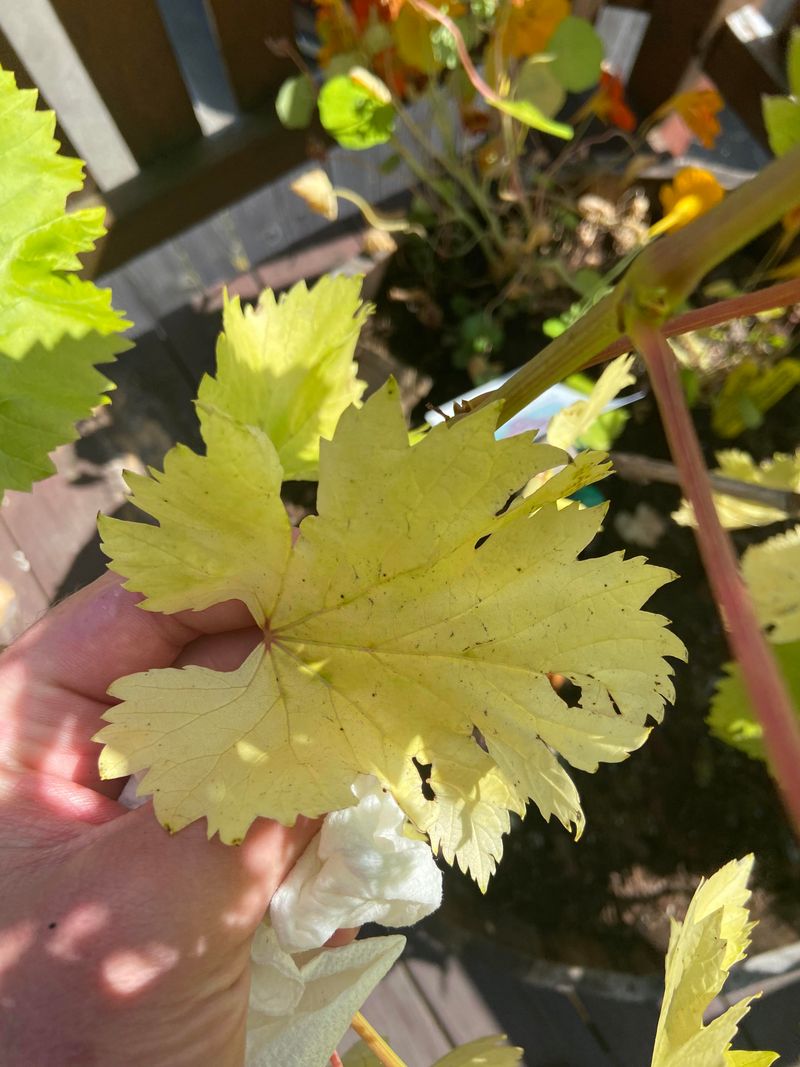 Overwatering Grapevines In Dry Desert Soil