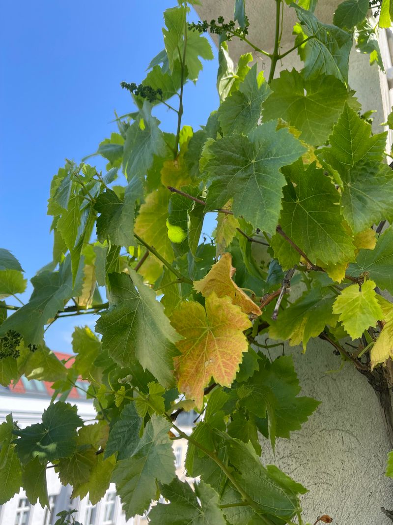 Overwatering Established Muscadine Vines