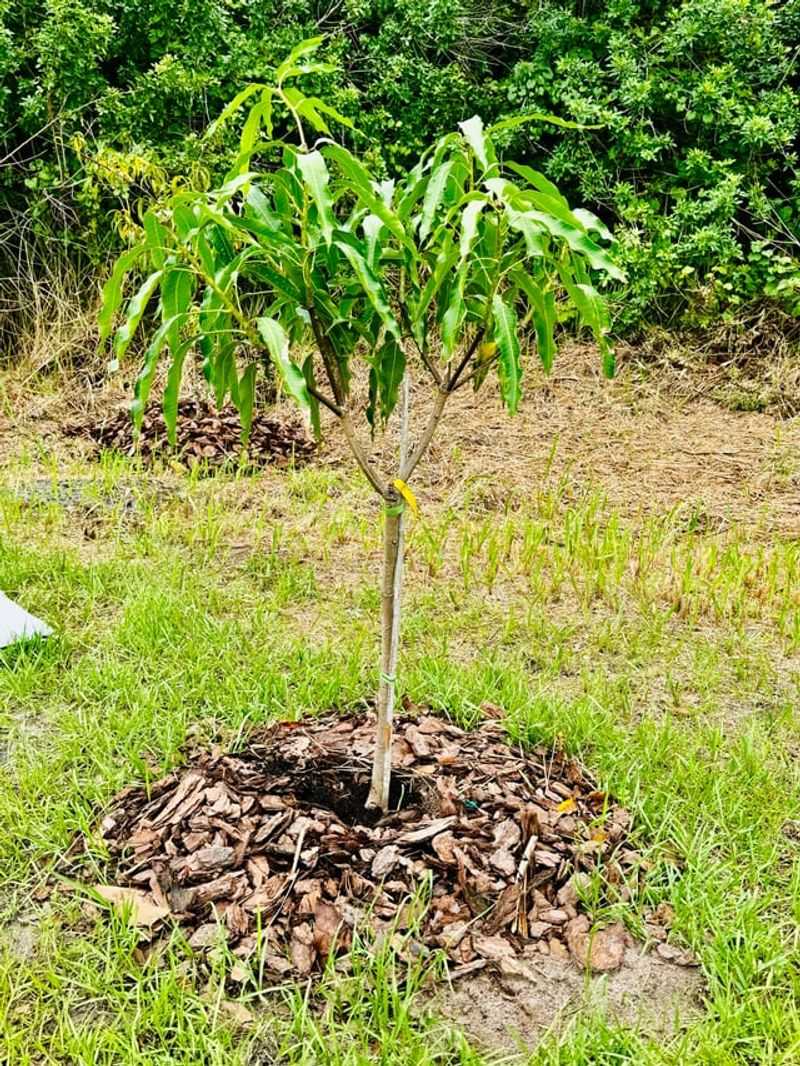 Skipping Fertilizer Or Using The Wrong Mix