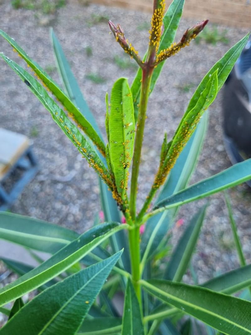 Ignoring Aphids And Scale Allows Pests To Spread