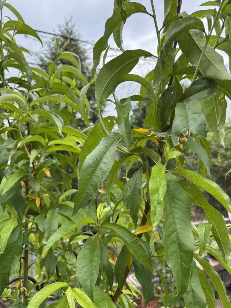 Overwatering Causes Weak Roots And Disease Issues