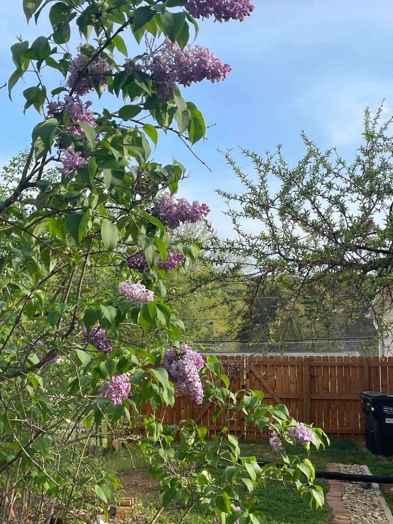 Overcrowded Plants Struggle To Thrive In Ohio Gardens