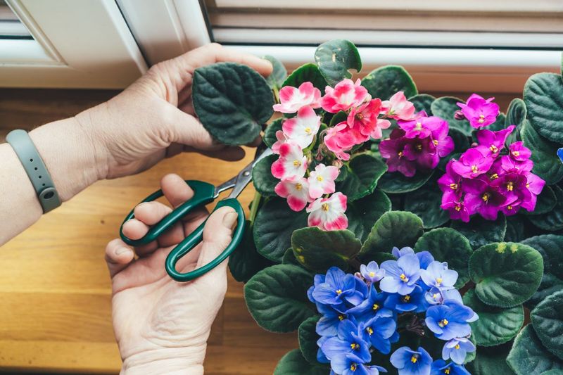 Pruning Helps Maintain A Compact Shape In Indoor Light