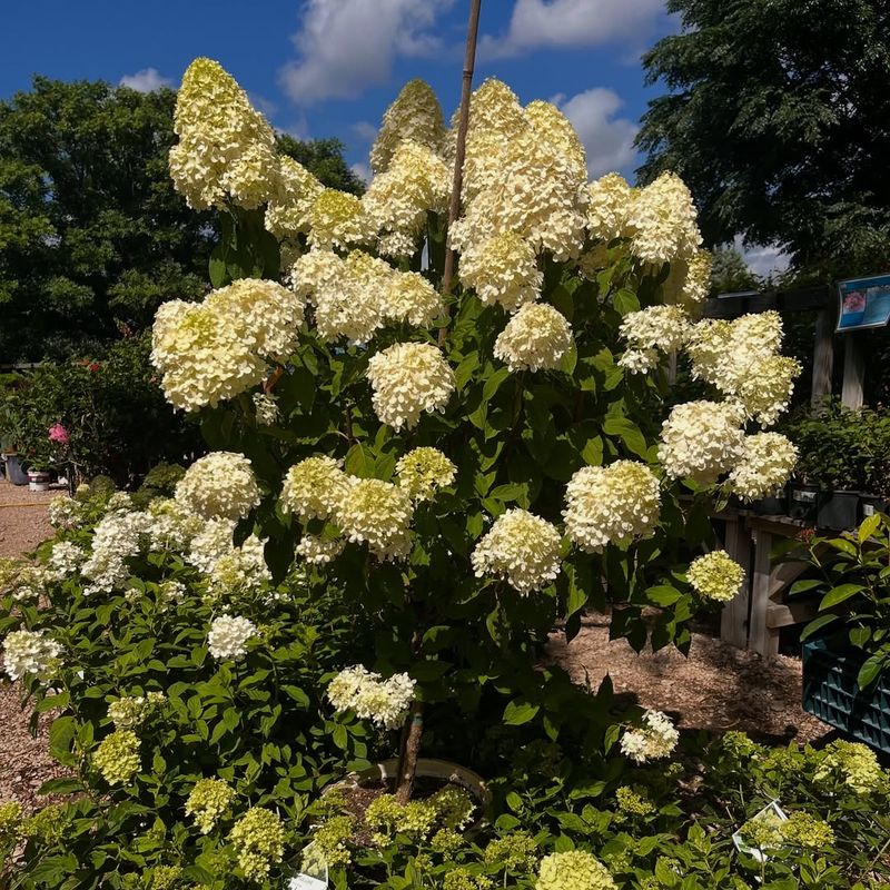 Removing Older Stems Improves Airflow