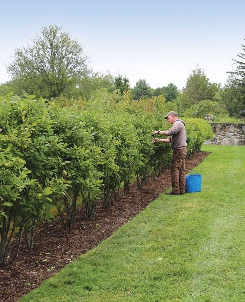 Trimming Usually Involves Small Cuts