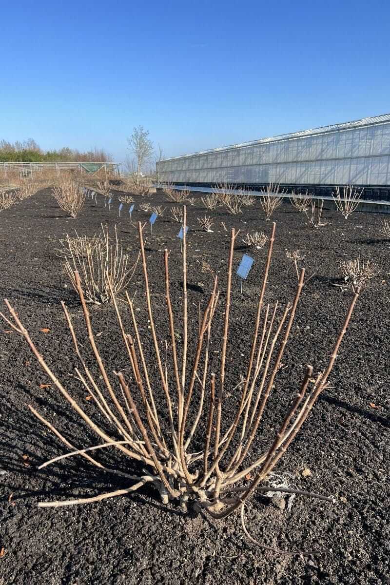 Cutting Back Encourages Strong Fresh Stems