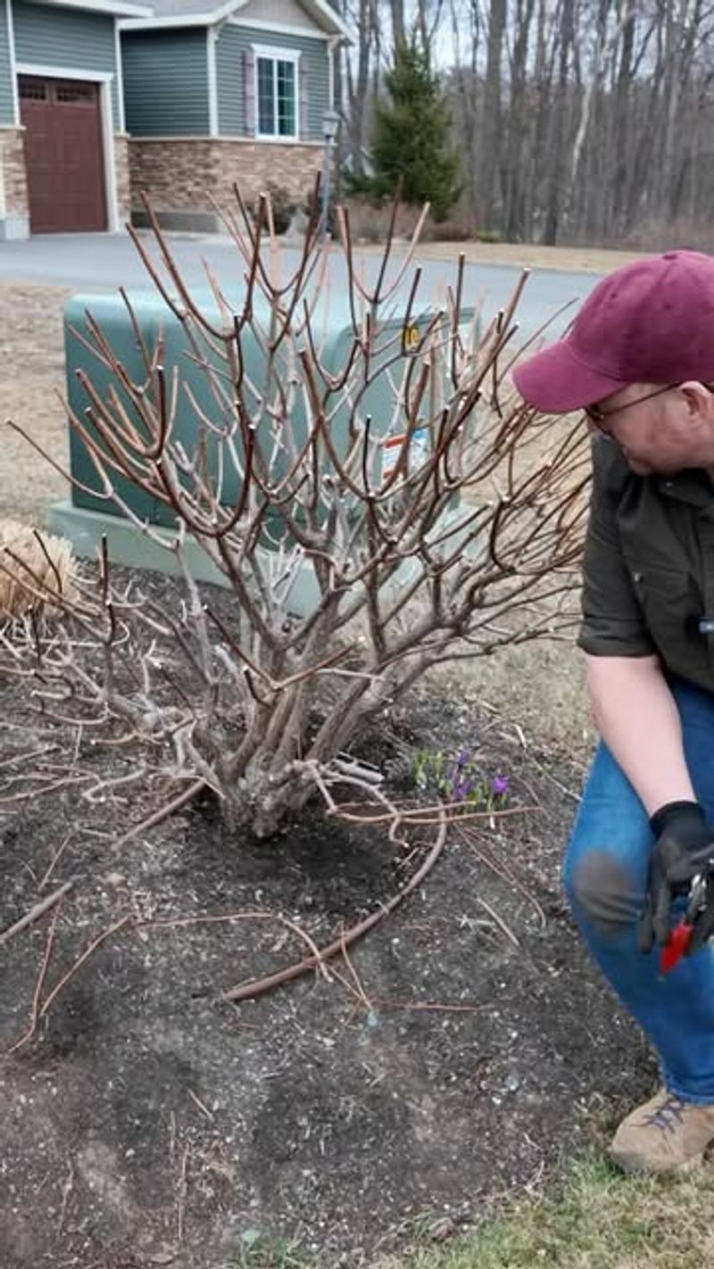 Cutting Back Improves The Plant's Shape